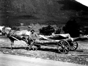 Fjord pony near Skjak